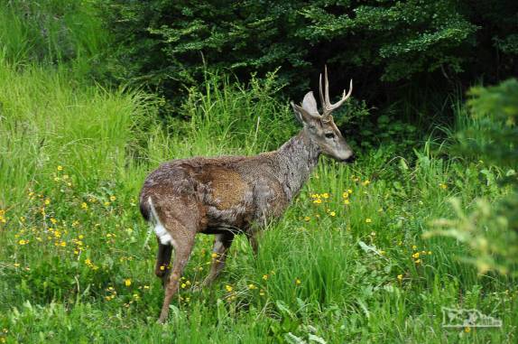 Na Carretera Austral, a caminho de Coyhaique, encontrando um solitário, tímido e arisco Huemul, no sul do Chile